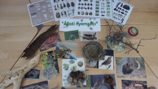 Állati nyomozás - Erdei életközösségek megismerése állati nyomokon keresztül