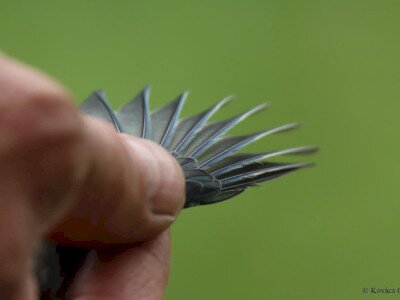 Kekestarej_Kovacs Csaba