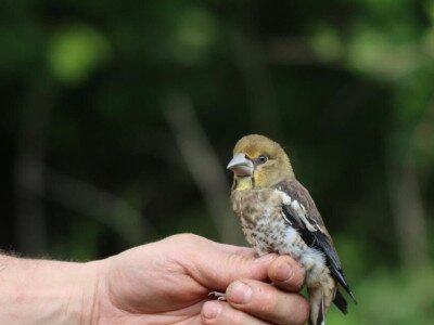 meggyvago_Kovacs Csaba