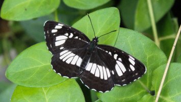 Egy hét egy faj 10. - A 40 éves Mátrai Tájvédelmi Körzetet ünnepeljük