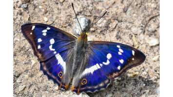 Egy hét egy faj 3. - A 40 éves Mátrai Tájvédelmi Körzetet ünnepeljük