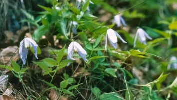 Egy hét egy faj 4. - A 40 éves Mátrai Tájvédelmi Körzetet ünnepeljük