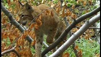 Híúz (Lynx lynx)