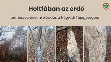 Holtfában az erdő - természetvédelem előadás a Nógrádi Tájegységben
