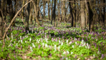 Kerecsendi-erdő Természetvédelmi Terület