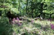 Kilenc év alatt gazdagabbá váltak a tölgyesek: lezárul a LIFE4OakForests projekt
