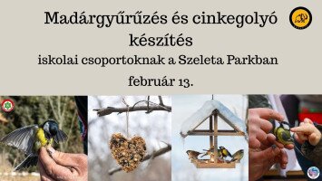 Madárgyűrűzés és cinkegolyó készítés iskolai csoportoknak a Szeleta Parkban
