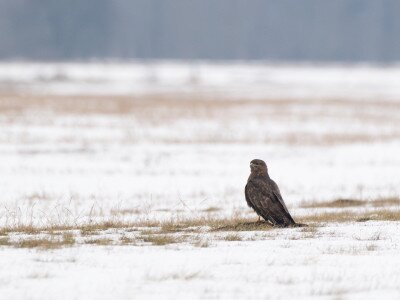 Egerészölyv_DSC_6703_Papp Csaba