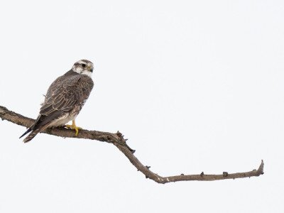 Kifejlett kerecsensólyom_DSC_6871_Papp Csaba