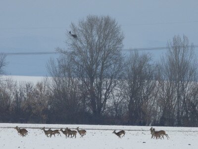 Fészket foglaló kifejlett parlagi sas pár_Sasvári János