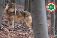 farkas, bükki nemzeti park, fokozottan védett állatok, bükk, mátra, nógrád, canis lupus