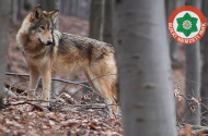 farkas, bükki nemzeti park, fokozottan védett állatok, bükk, mátra, nógrád, canis lupus