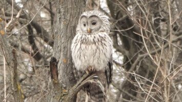 Önkéntes adatgyűjtéssel támogatja a Bükki Nemzeti Park Igazgatóság munkáját egy holland házaspár a Tarnavidéken