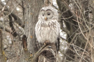 Önkéntes adatgyűjtéssel támogatja a Bükki Nemzeti Park Igazgatóság munkáját egy holland házaspár a Tarnavidéken