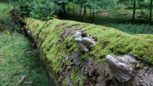 Természetes erdei életközösségek - Az erdők ökológiai rendszerének megismerése
