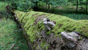 Természetes erdei életközösségek - Az erdők ökológiai rendszerének megismerése