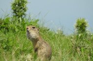 Természetvédelmi program az európai ürge állományának megőrzéséért, gyarapításáért