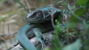 Udvarok rejtekén - Ismerkedés a hazai hüllőkkel