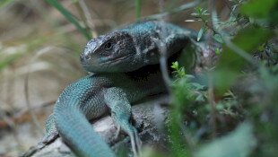 Udvarok rejtekén - Ismerkedés a hazai hüllőkkel
