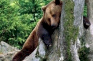 medve, barnamedve, európai barnamedve, mihály, fokozottan védett állatok, large carnivores, bükki nemzeti park, bükk, ursus arctos
